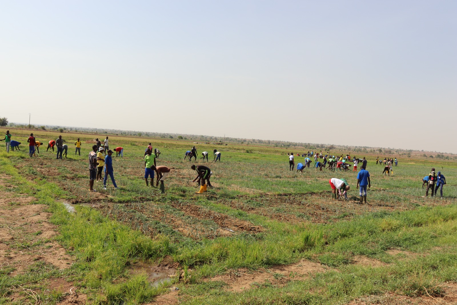 🎧A Bagré, la révolution agricole du centre de formation de l’IFODER