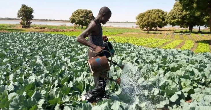 🎧L’eau, une ressource qui se fait rare chez les maraichers du Sanguié