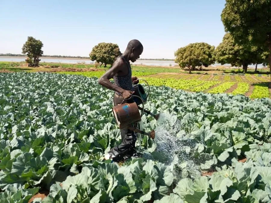 🎧L’eau, une ressource qui se fait rare chez les maraichers du Sanguié