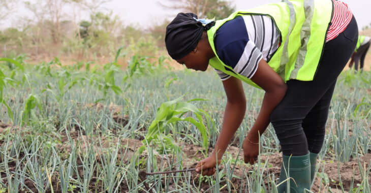 Burkina: A Bagré, des étudiants en fin de cycle expérimentent les meilleures stratégies dans l'agriculture