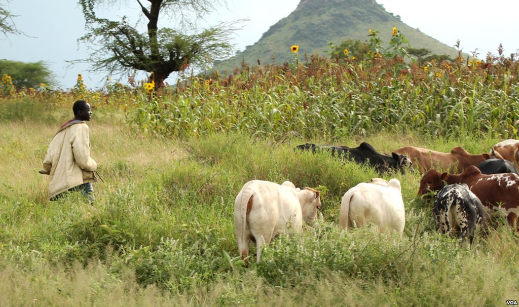 🎧La coexistence harmonieuse entre agriculteurs et éleveurs à travers le pâturage rationnel