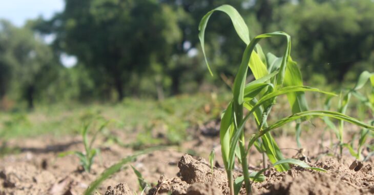 Au cœur de la campagne agricole dans la région de la boucle du Mouhoun