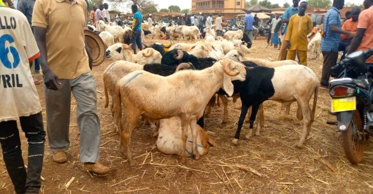 Tabaski 2024: le prix salé du mouton à Ouahigouya et Kaya
