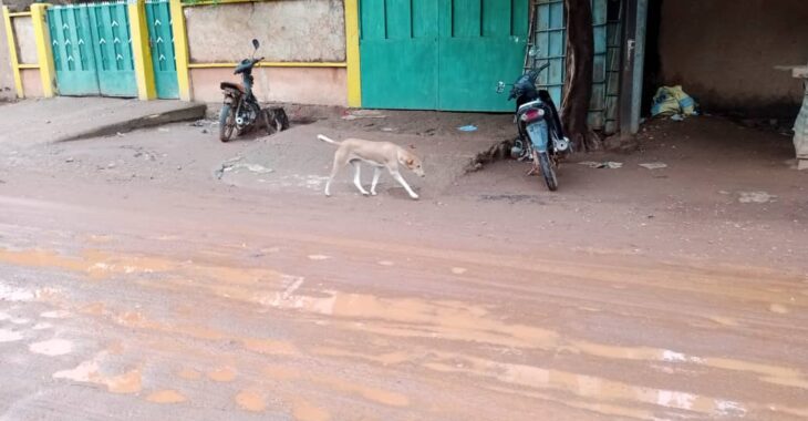 Burkina : les morsures de chiens font rage à Ouaga