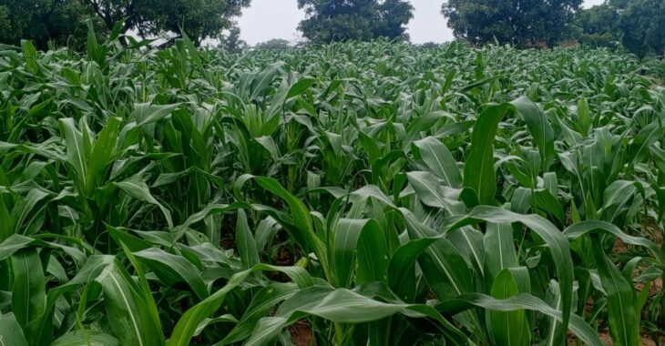 La campagne agricole satisfaisante dans la région du Centre-Sud, malgré un démarrage tardif