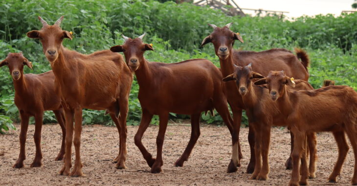 Burkina-Niger : Sur les traces de la chèvre rousse de Maradi, ‘’la vache du pauvre’’