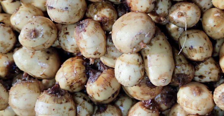 Souchet, un amuse-bouche aux allures de super aliment