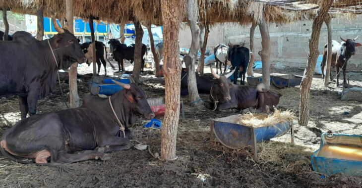 L'embouche bovine et ses avantages pour les personnes vulnérables