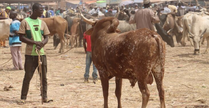 Le marché à bétail de Pouytenga tourne au ralenti du fait de l'insécurité
