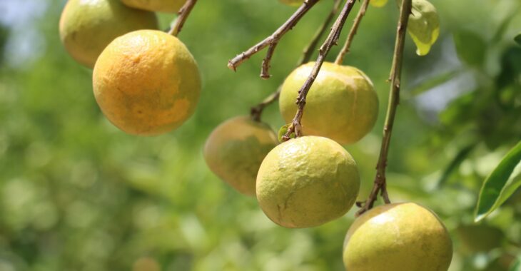 Au Burkina, la province du Zoundweogo est un verger de tangelos
