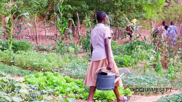 Le jardin potager bio du lycée municipal de Pô sacré meilleur potager scolaire 2025 des lycées et universités du Burkina