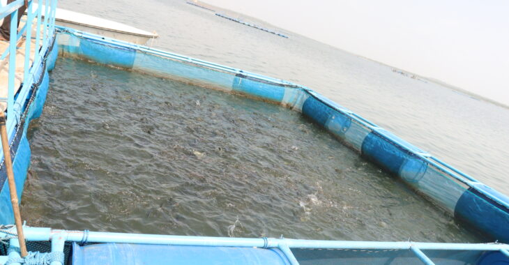 A la découverte de la pisciculture en cages flottantes au barrage de Samandéni