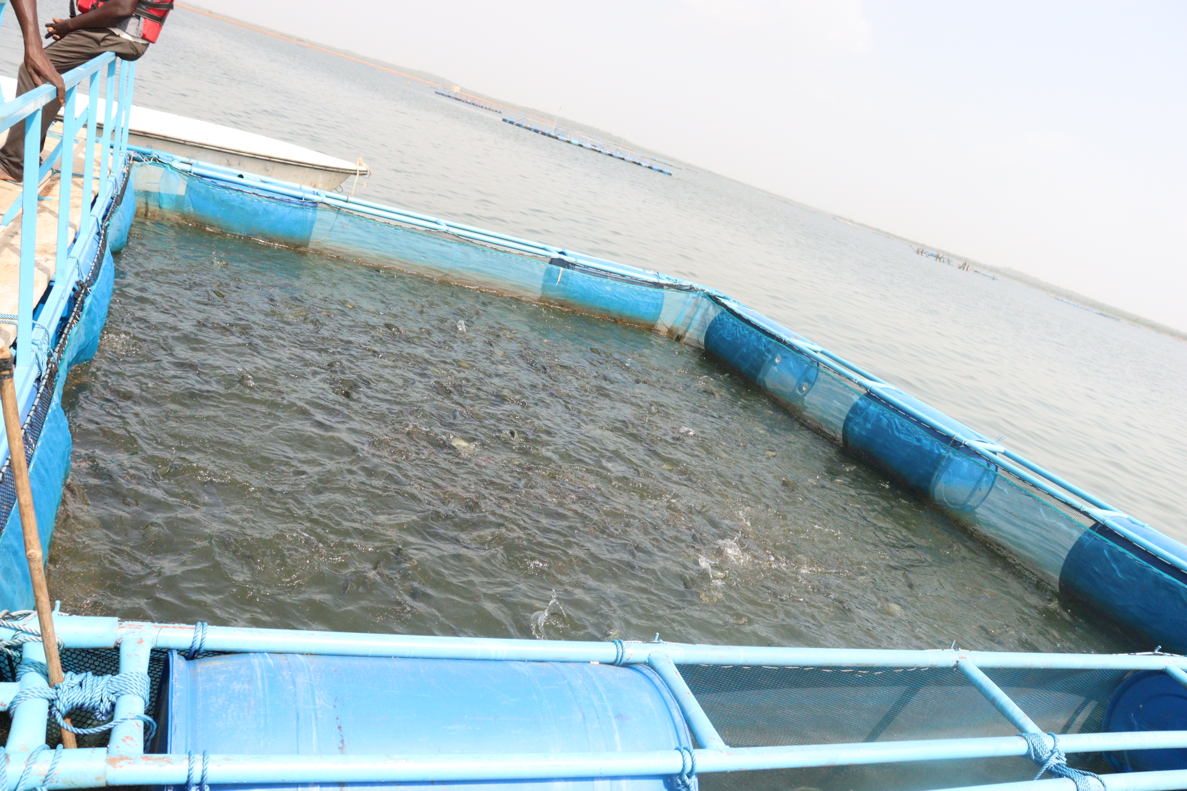 A la découverte de la pisciculture en cages flottantes au barrage de Samandéni