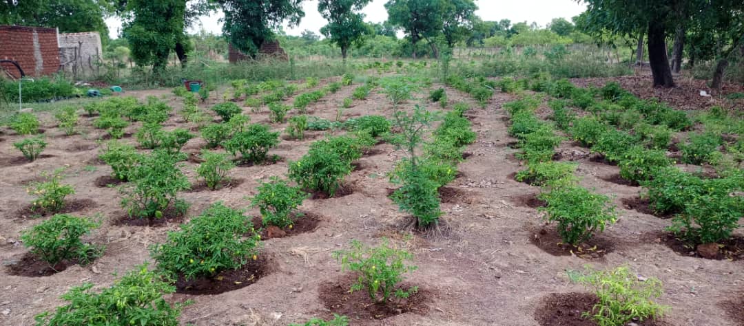 Le piment, nouveau pesticide bio au service de l’environnement