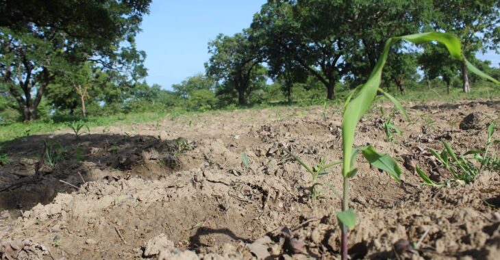 Kaya : en attendant les premières pluies, les paysans creusent le zaï