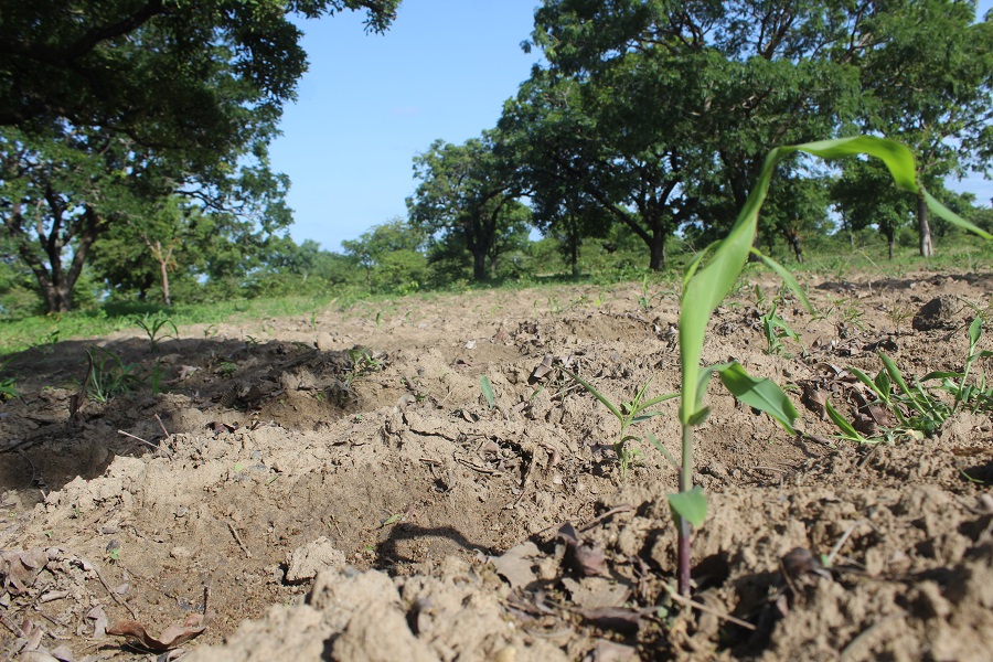 A Koupéla, la saison agricole démarre entre espoir et attente