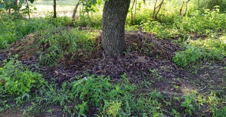 Alizèta prolonge la vie des plantes à Karangasso-Vigué