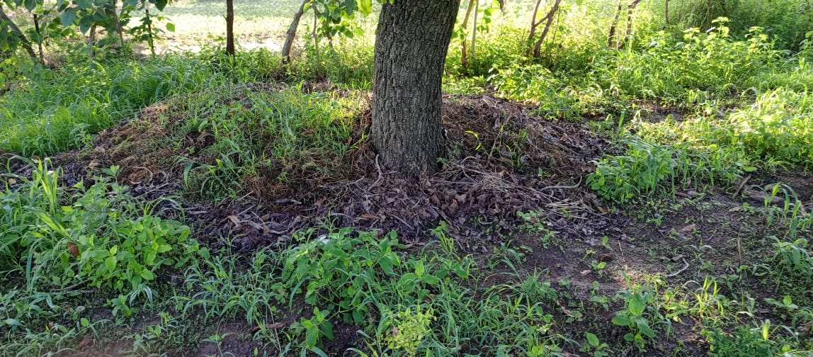 Alizèta prolonge la vie des plantes à Karangasso-Vigué