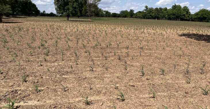 Conseils pour la saison agricole : « Les producteurs doivent choisir les variétés de cycle court »