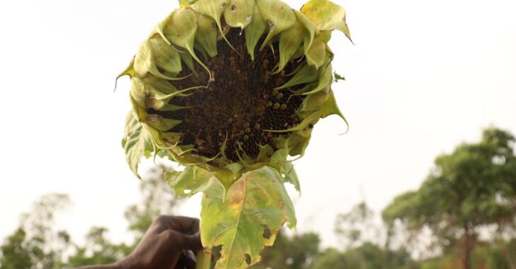 La production du tournesol en pleine expansion au Burkina