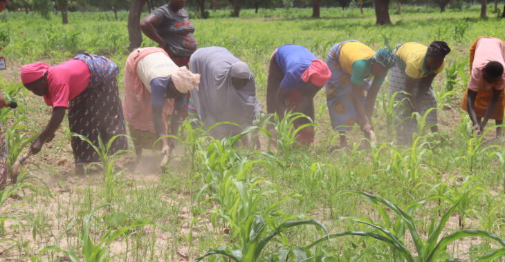 Des cultivateurs entre angoisse et espoir à Dédougou