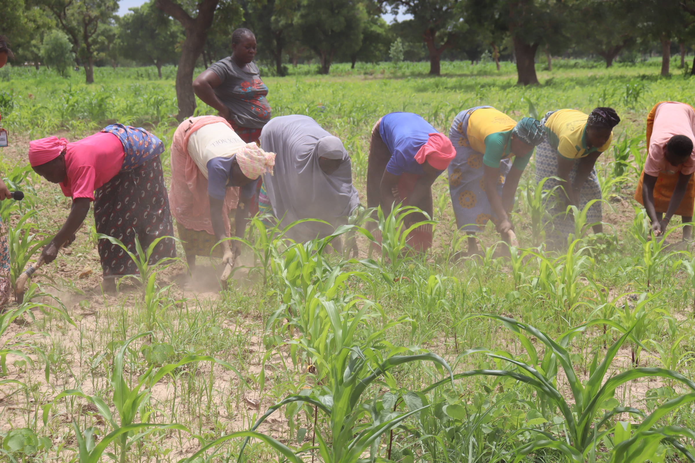 Des cultivateurs entre angoisse et espoir à Dédougou