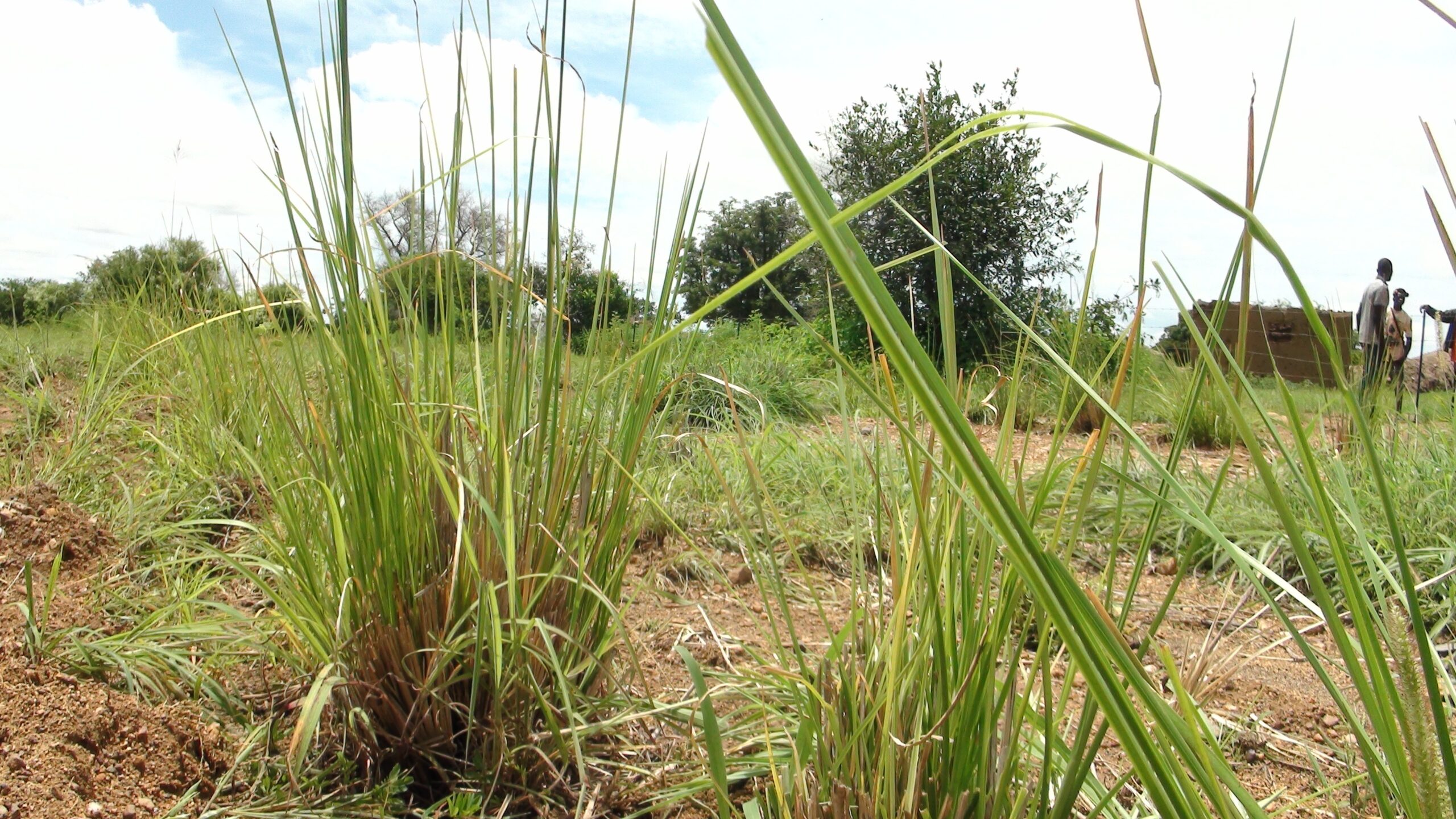 Le vétiver ou gongonlili, une plante qui assure le service après-vente suite à la pollution des sites miniers