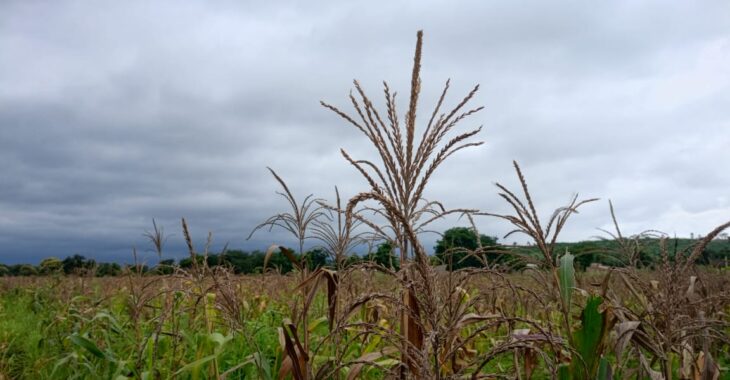 Une campagne agricole 2025-2026 prometteuse dans la région du Djoro au Burkina Faso