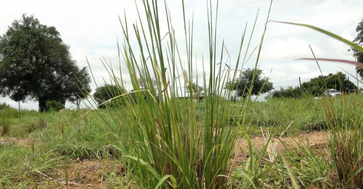 Burkina Faso : le vétiver une arme verte contre la pollution minière