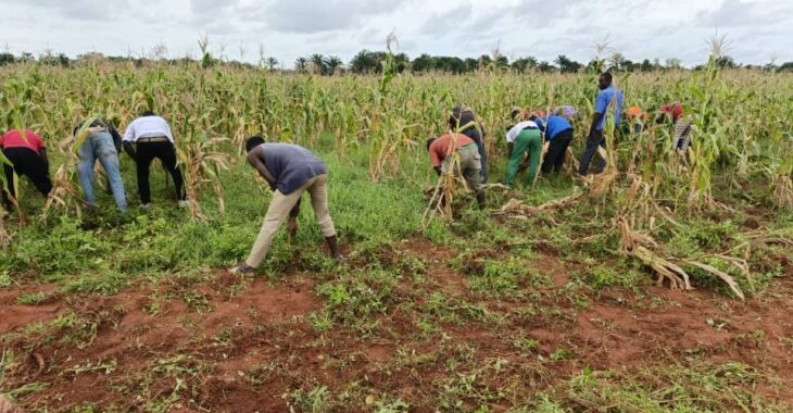 A Banfora, des prisonniers dans les champs pour l’autosuffisance alimentaire