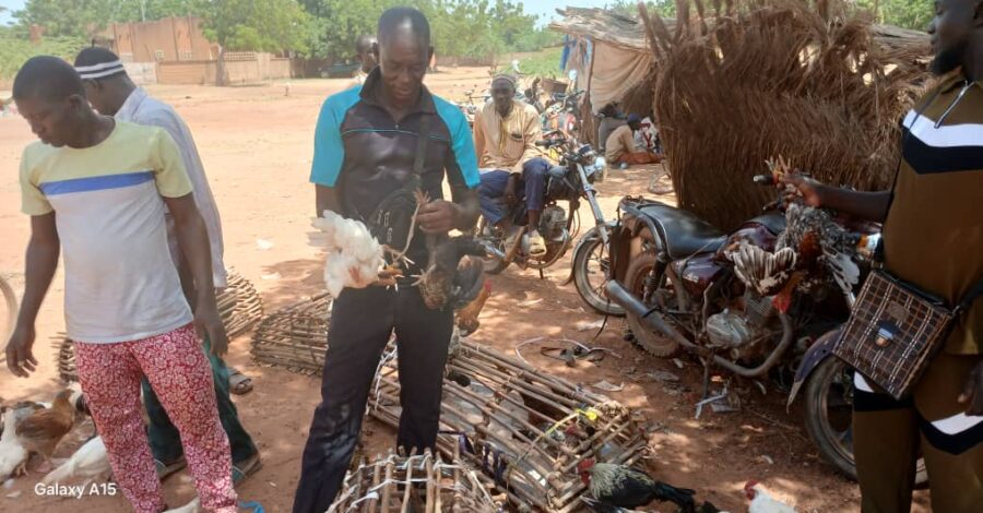 A Titao, le prix du poulet devient trop cher
