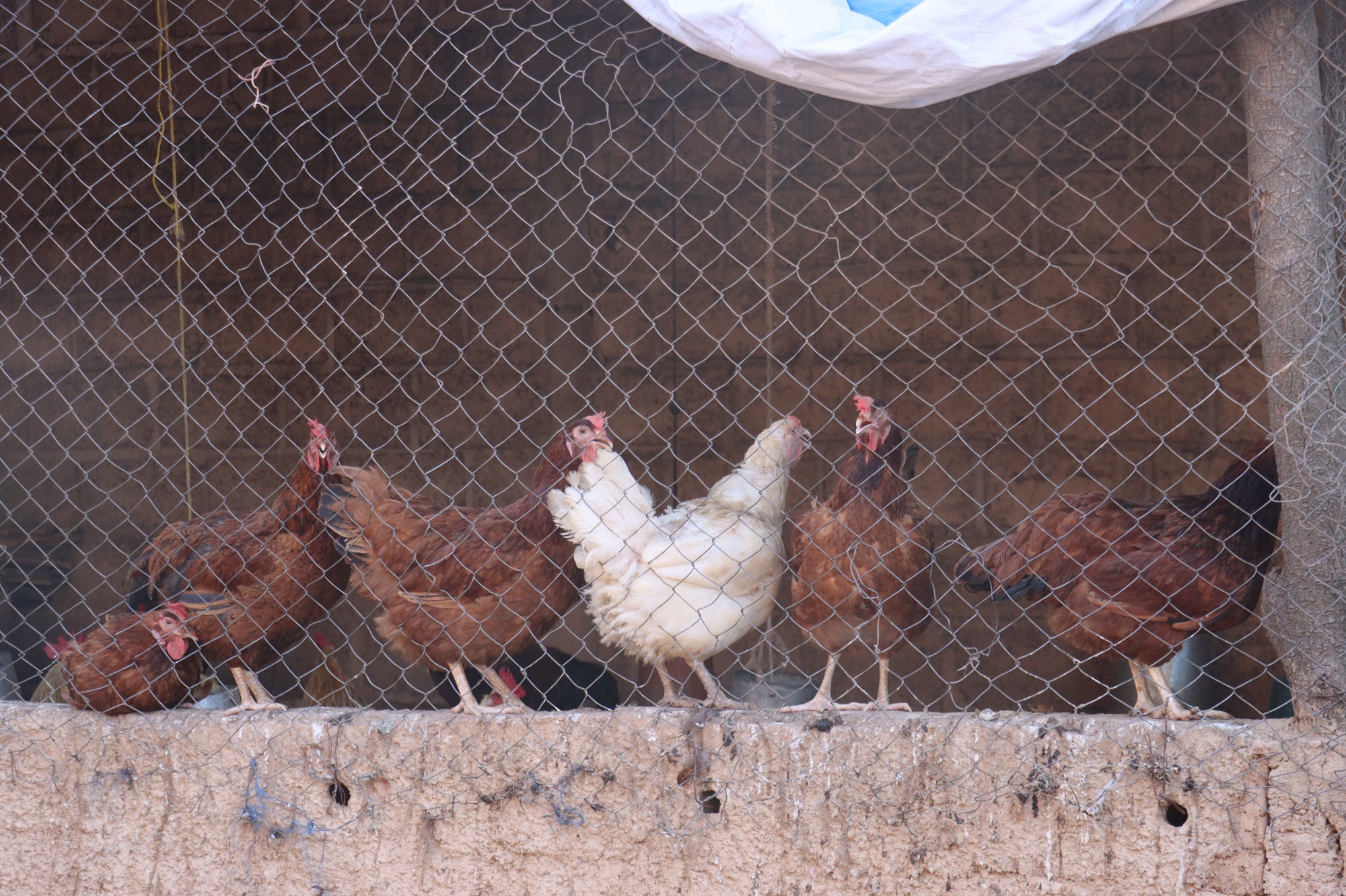 L’élevage, la fragile caisse d’épargne des ménages ruraux au Burkina