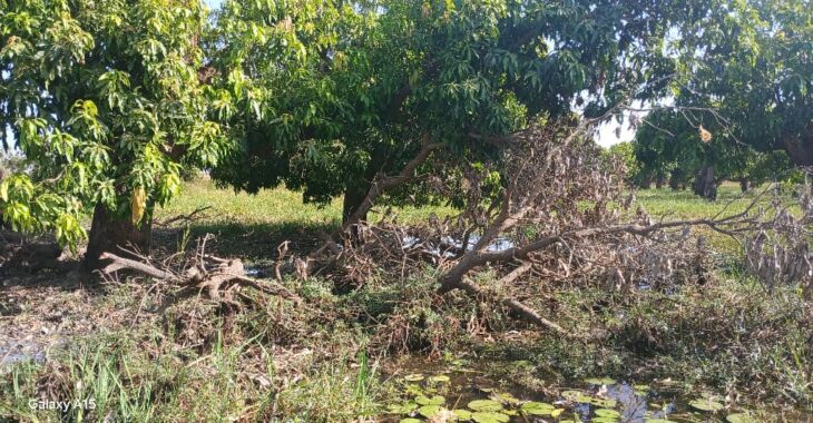 Inquiétante mortalité de manguiers à Titao