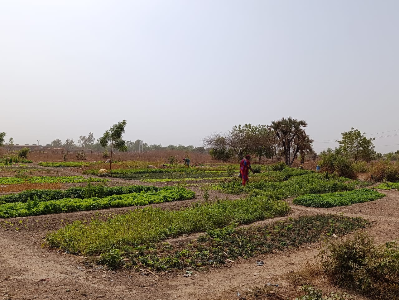 Dans un quartier de Ouagadougou, des femmes transforment la terre en source d’autonomie