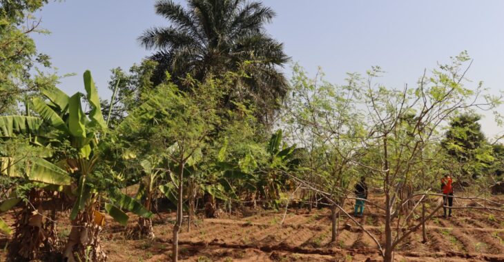 « Sigui-ti môgo son », quand des femmes d’Orodara s’unissent pour vivre de la terre