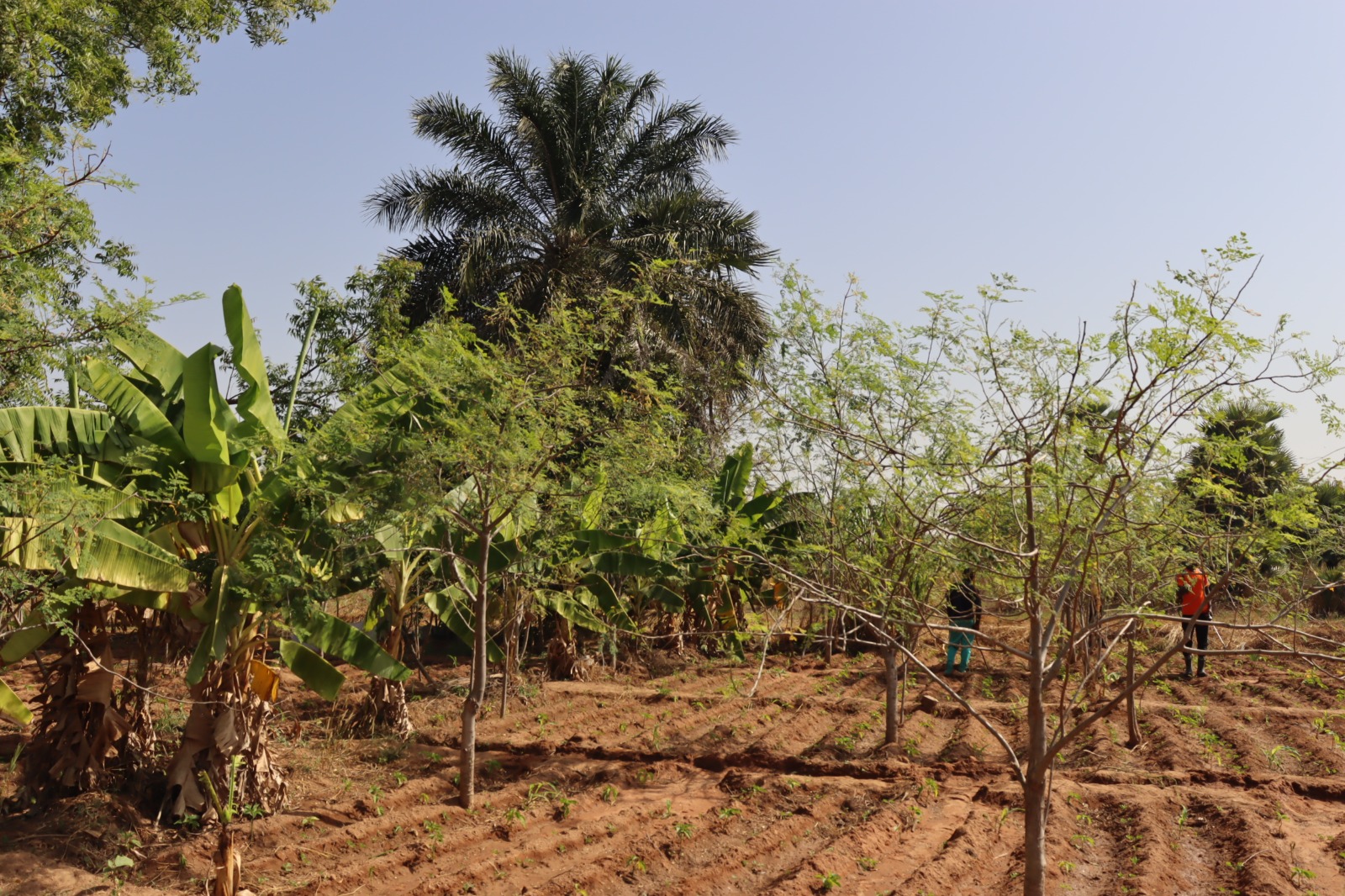 « Sigui-ti môgo son », quand des femmes d’Orodara s’unissent pour vivre de la terre