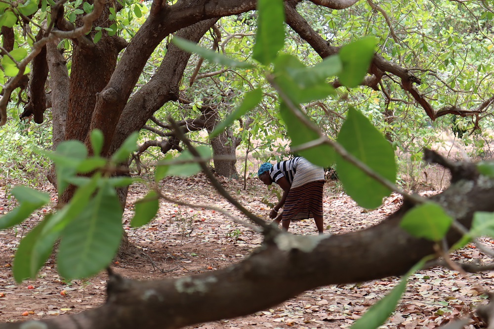 Dans les champs d’anacardiers de Niangoloko, des femmes déplacées ramassent bien plus que des noix