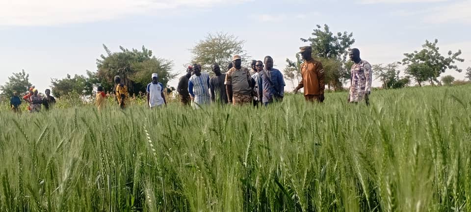 Production du blé : une expérimentation prometteuse dans le Loroum