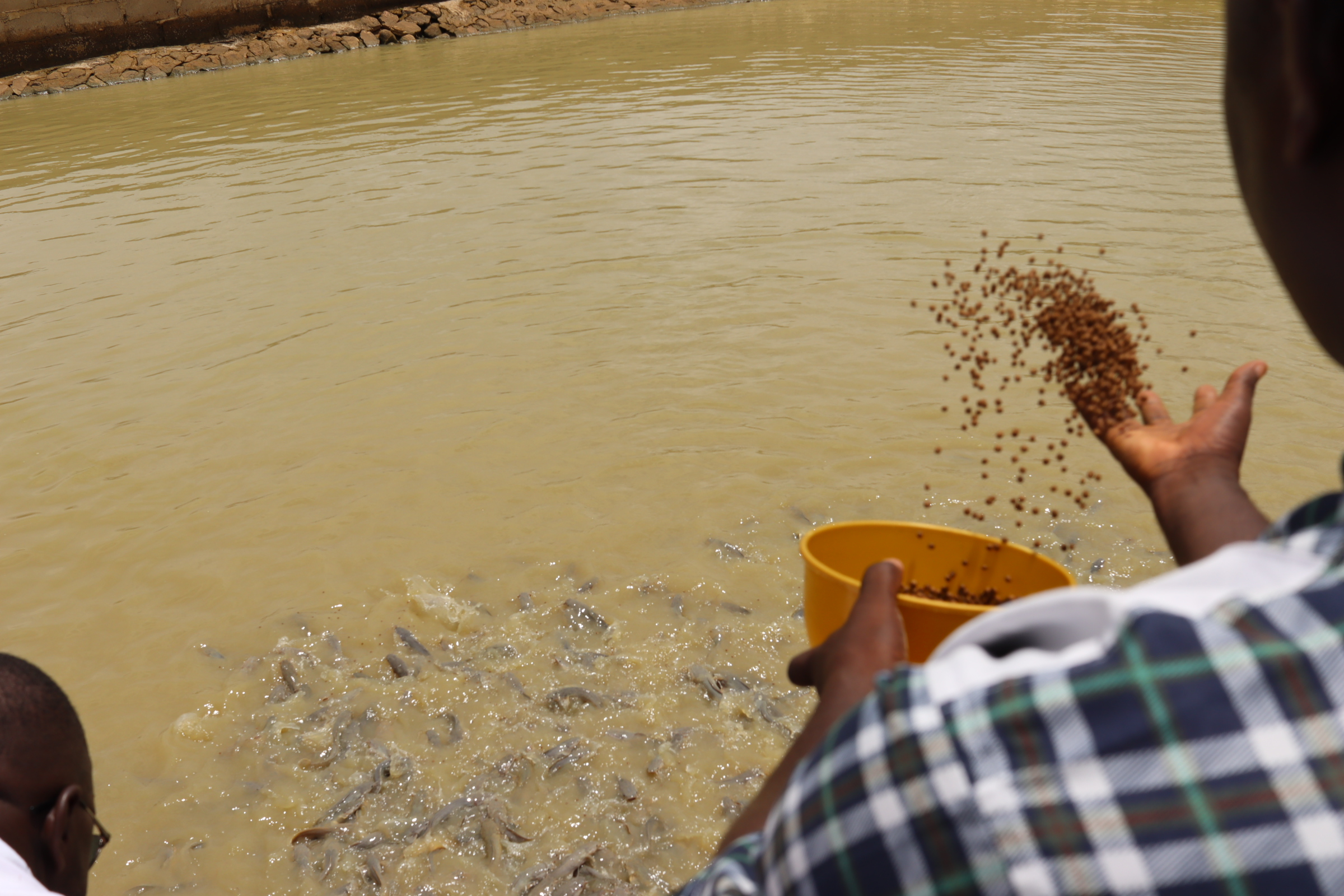 Bagré : L’espoir renaît dans le bassin piscicole de Souleymane