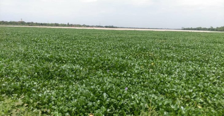La jacinthe d'eau, dangereuse pour les poissons utile pour le biogaz