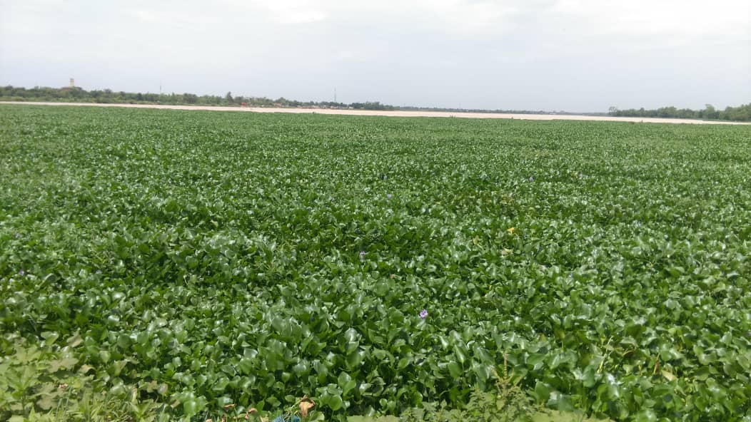 La jacinthe d’eau, dangereuse pour les poissons utile pour le biogaz