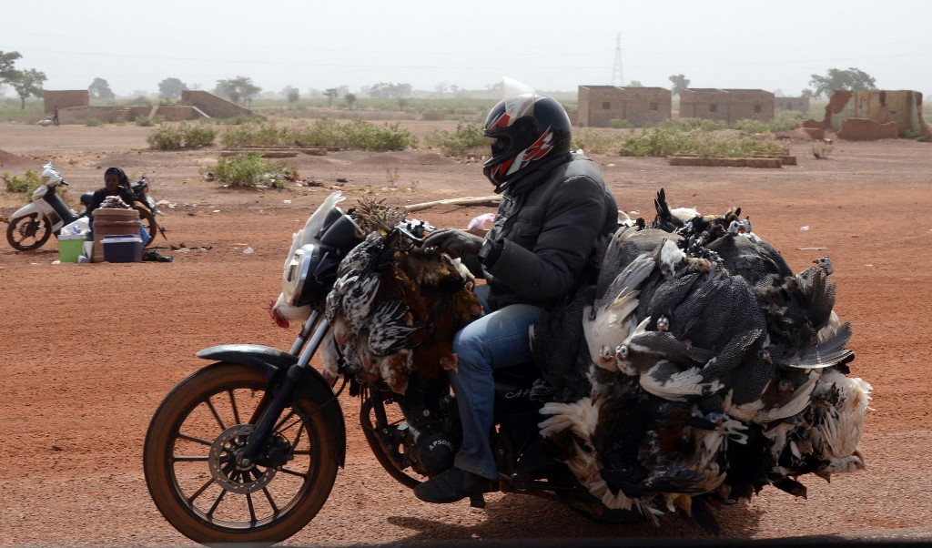 Grippe aviaire au Burkina : « On risque de perdre le poulet bicyclette, notre espèce locale »