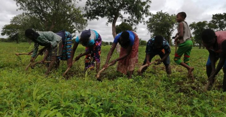 Dédougou : des femmes cultivatrices racontent leur pénible quotidien