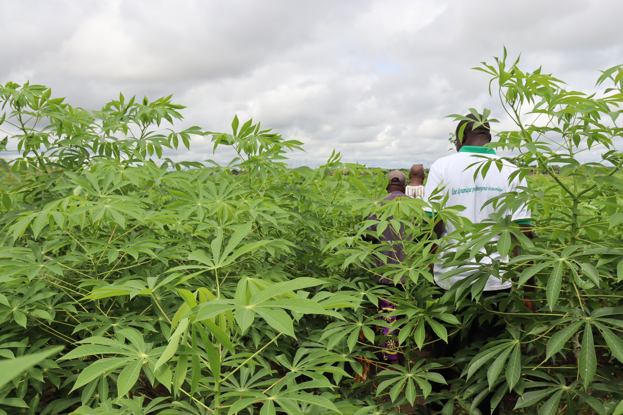 Production d’igname à Bagré: les producteurs face au défi de l’écoulement