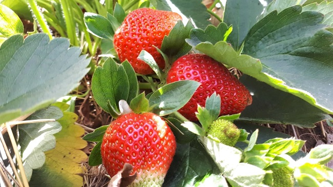 Burkina Faso : le casse-tête des producteurs et revendeuses de fraises