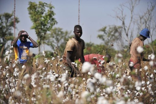 Burkina : la baisse du prix du coton inquiète des producteurs
