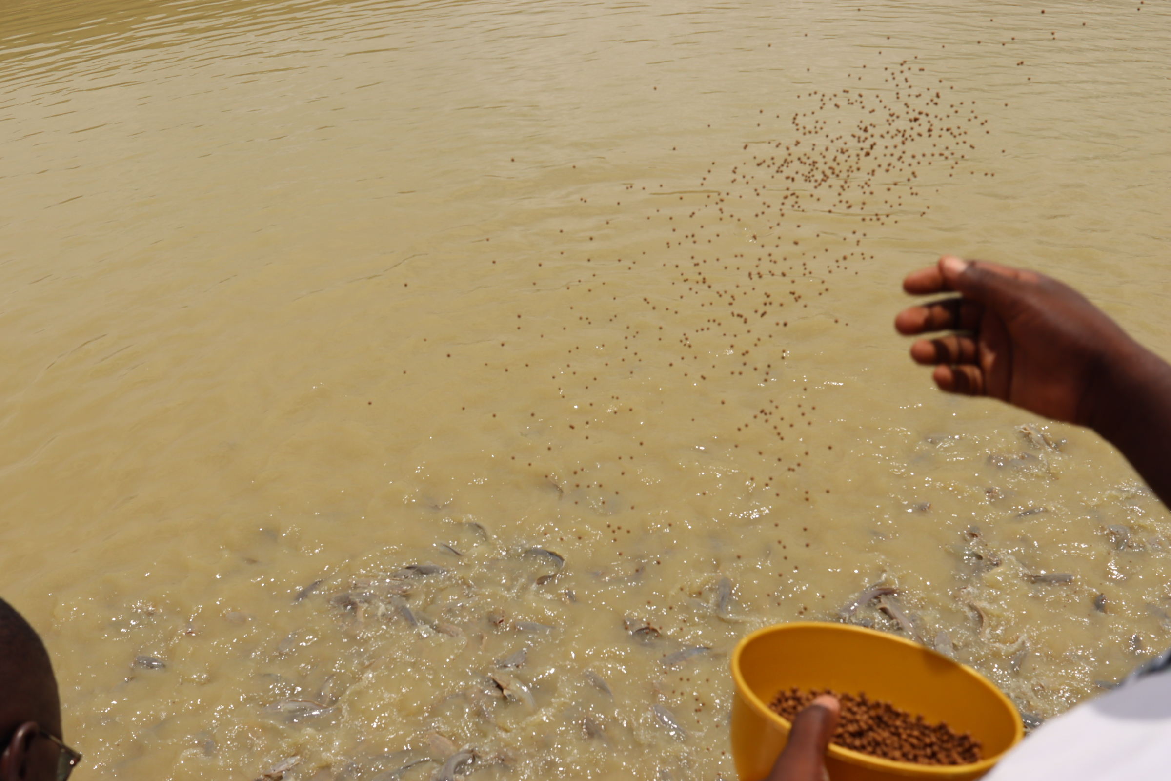 A Bagré, la pisciculture sort les jeunes du chômage