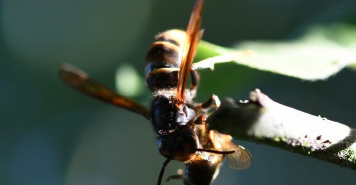 « Nous perpétuons l’espèce abeille pour la génération de la végétation »