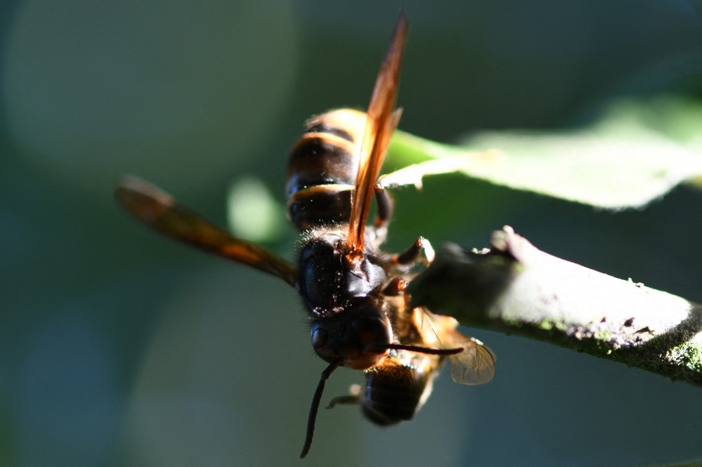 « Nous perpétuons l’espèce abeille pour la génération de la végétation »