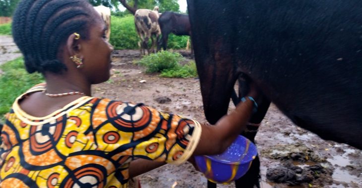 Ouahigouya : l'insécurité menace la filière lait